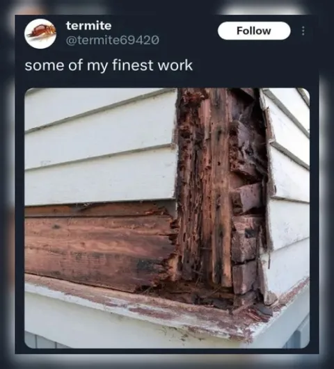 Termite’s Finest Work