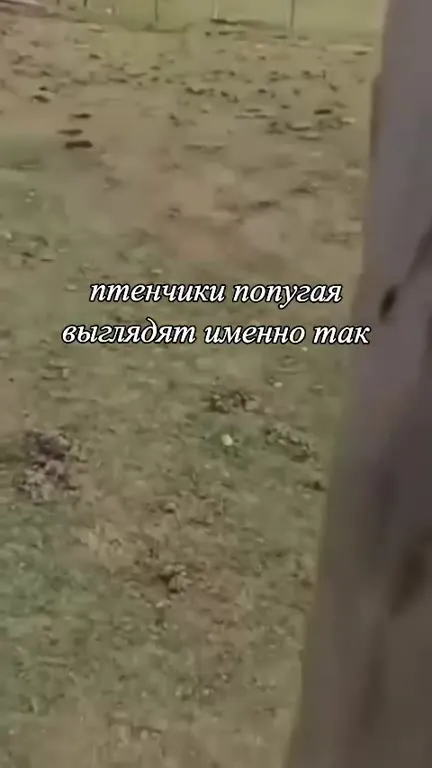 Птенчики попугая выглядят именно так
