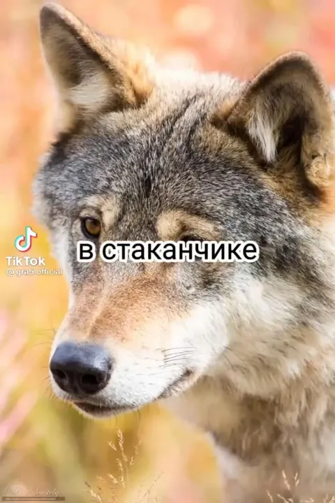 Брат в стаканчике — быть пивко