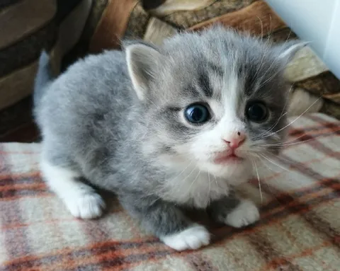 Милый котёнок с большими глазами