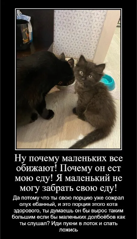 Маленький кот требует свою еду
