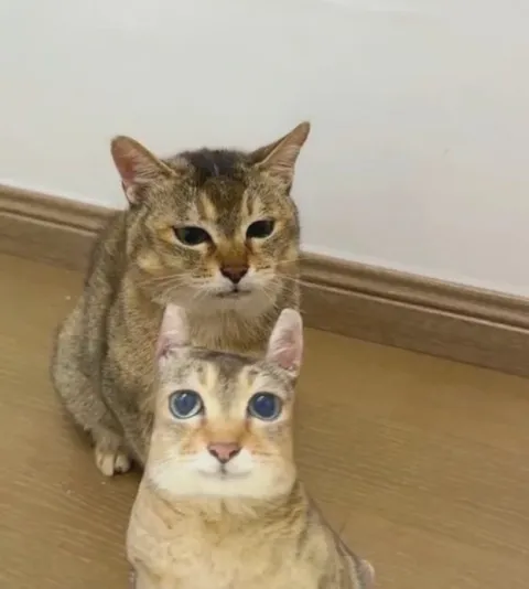 Кот и его странная копия