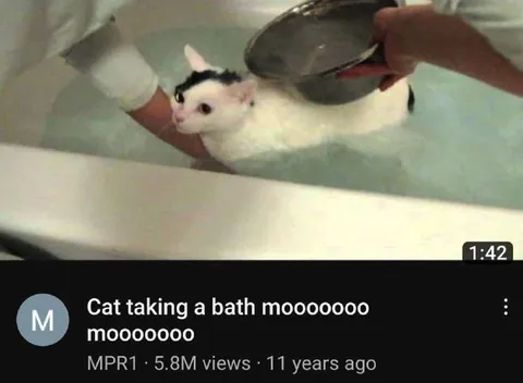 Cat Taking a Bath Moo