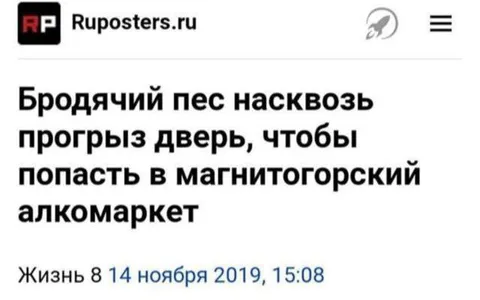 Бродячий пес в алкомаркете