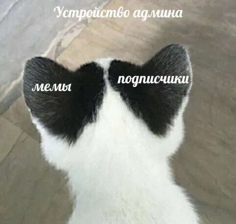 Устройство админа в виде кота