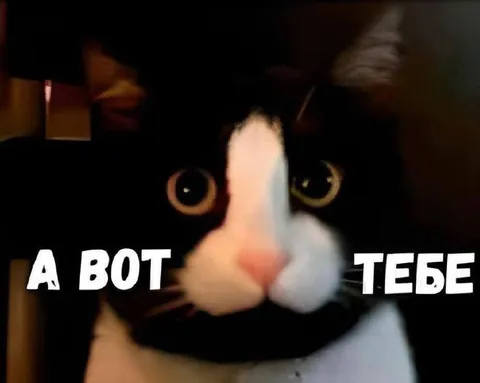 А вот тебе кот