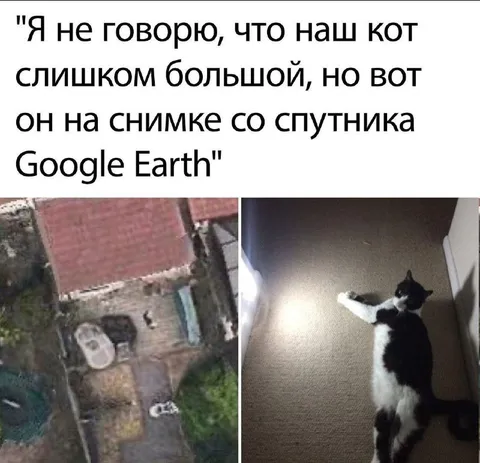 Кот на снимке со спутника