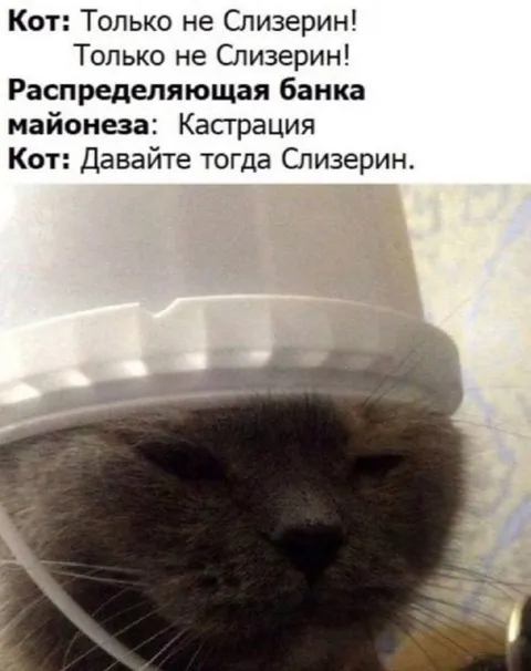 Кот попал в Слизерин