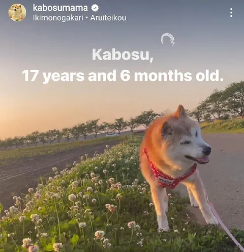 Kabosu, 17 years and 6 months old
