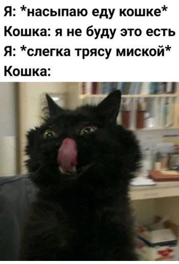 Кошка передумала насчёт еды