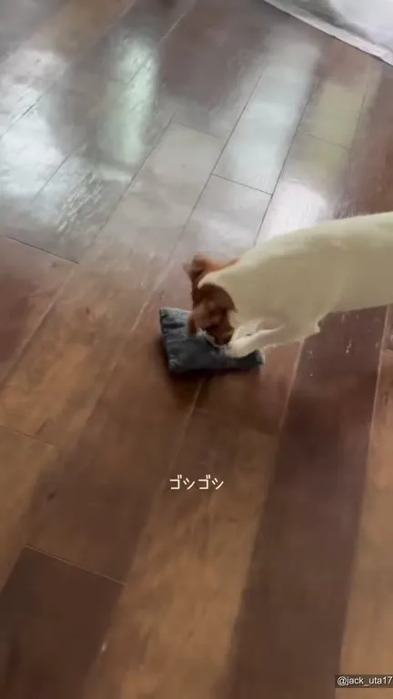 どこまで行く気の犬