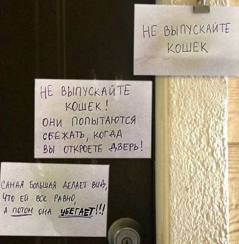 Кошки пытаются сбежать