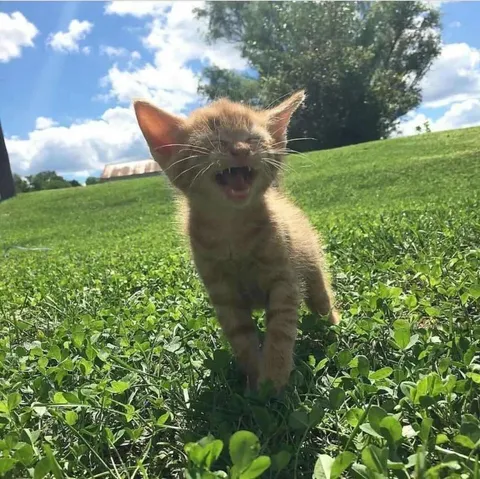 Котёнок громко кричит