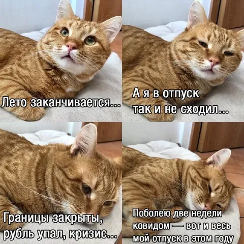 Весь отпуск кота в этом году