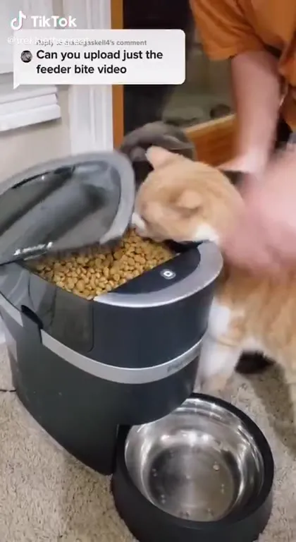 Cat Bites the Automatic Feeder
