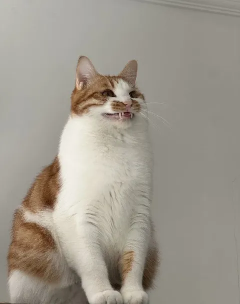 Улыбающийся кот