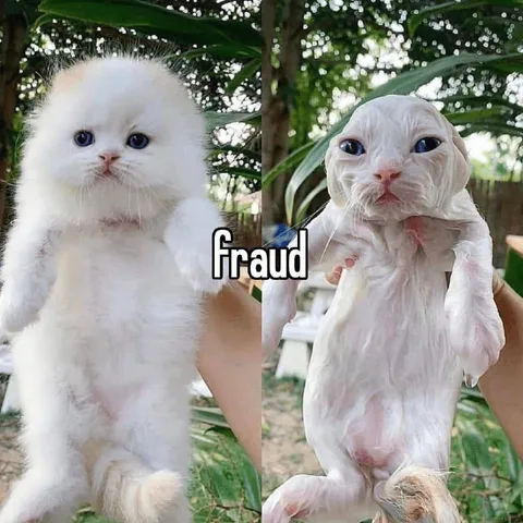 Fraud Cat Transformation