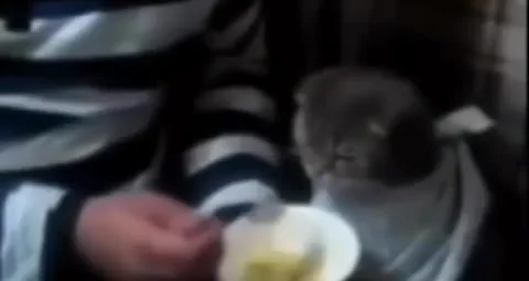 Котёнок жадно ест с ложки