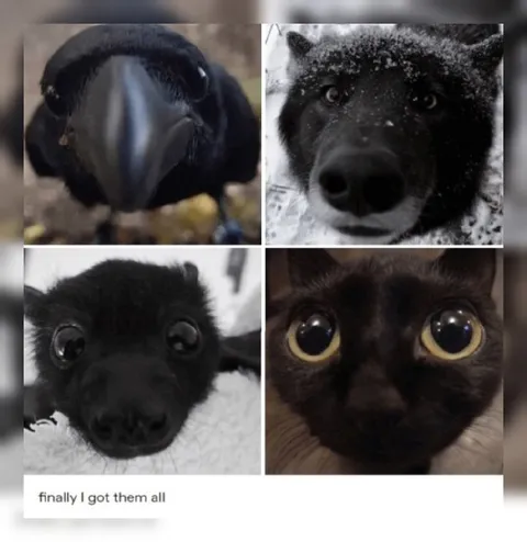 Finally I Got Them All