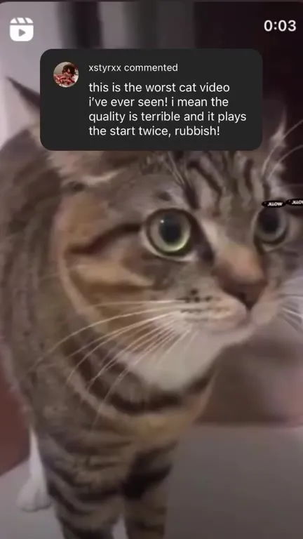Worst Cat Video Ever