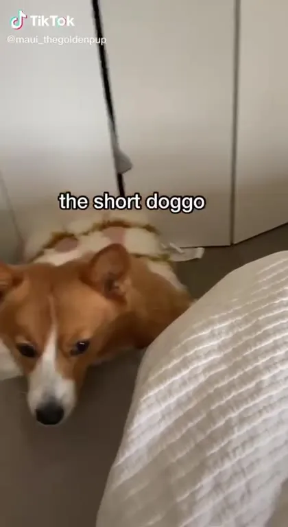 Two Types of Doggo Getting on Bed