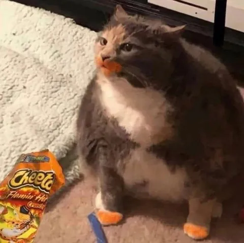 Cat Covered in Cheetos Dust