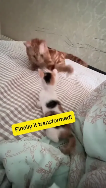 Cat Finally Transforms