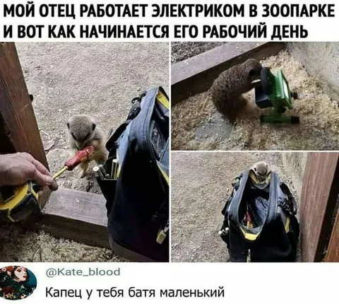 Маленький электрик в зоопарке