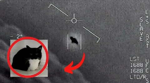 Кот под прицелом