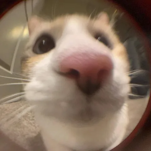 Кот крупным планом