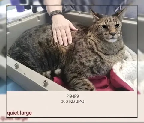 Quiet Large Cat