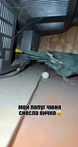Попугай снёс яичко