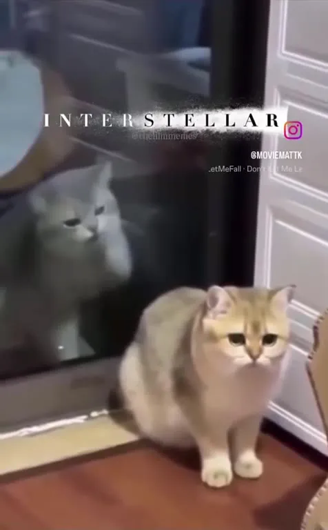 Кот прощается со своим отражением