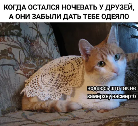 Кот забыл взять одеяло
