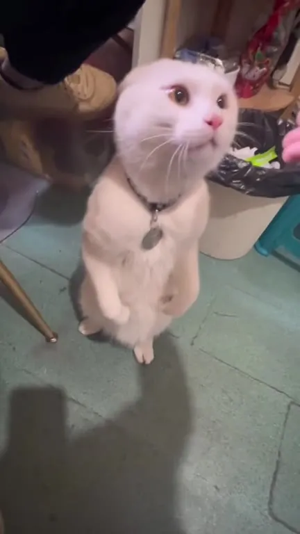 Коты в разных жизненных ситуациях
