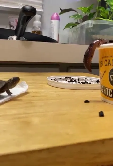 Turtle Reaches for the Worm