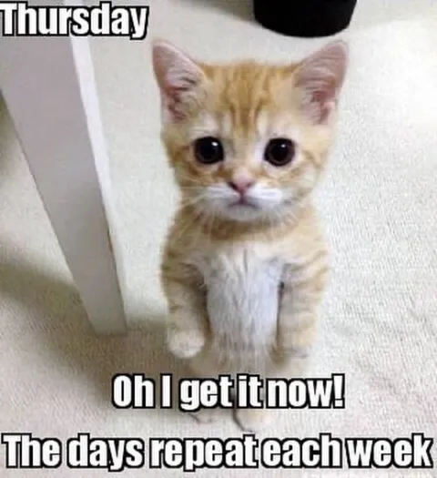 Thursday Cat Realizes the Week Repeats