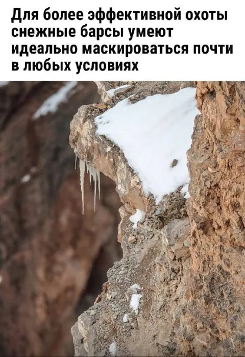 Снежный барс идеально замаскировался