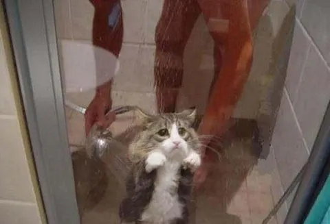 Кот просится из душа