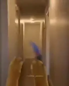 Собака убегает по коридору