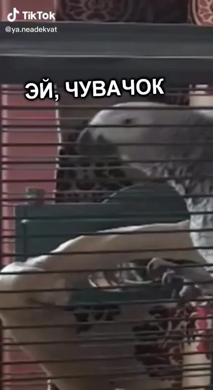 Попугай вычисляет виновника