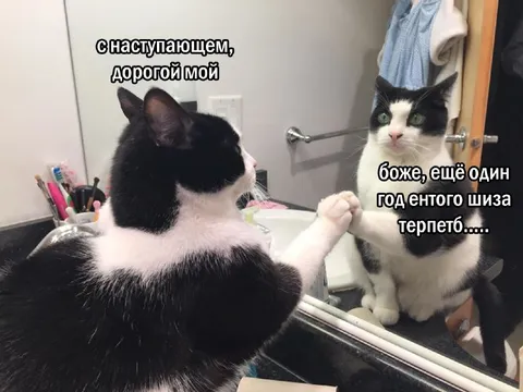 Кот поздравляет себя с Новым годом