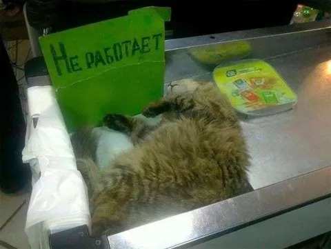 Кот не работает на кассе