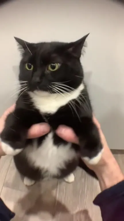 Недовольный кот танцует