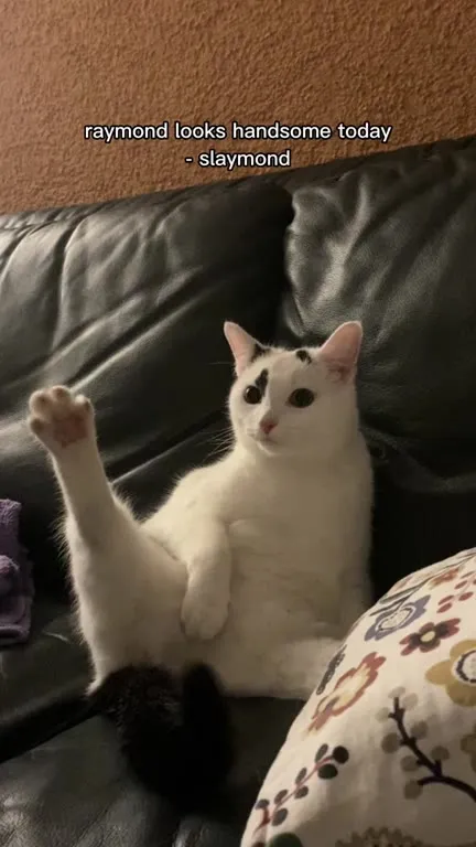 Raymond Cat Name Puns