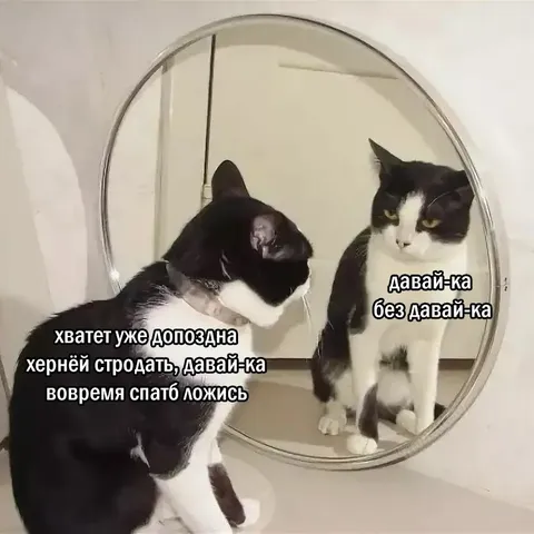 Кот ругает себя за бессонницу