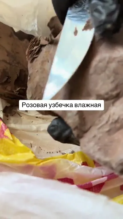 Влажная розовая узбечка