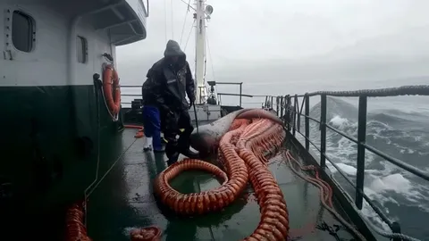 Рыбаки встретили морских чудовищ