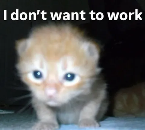 I Don’t Want to Work Kitten