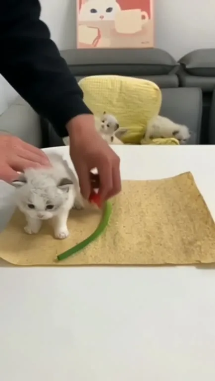 Котёнок в домашнем буррито